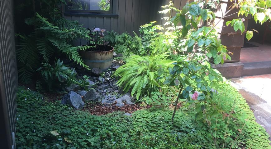 Residential landscape in Arcata