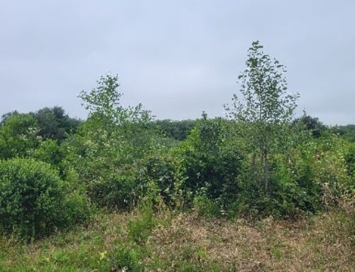 Cock Robin Island Restoration Project