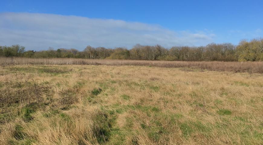 Site prior to revegetation