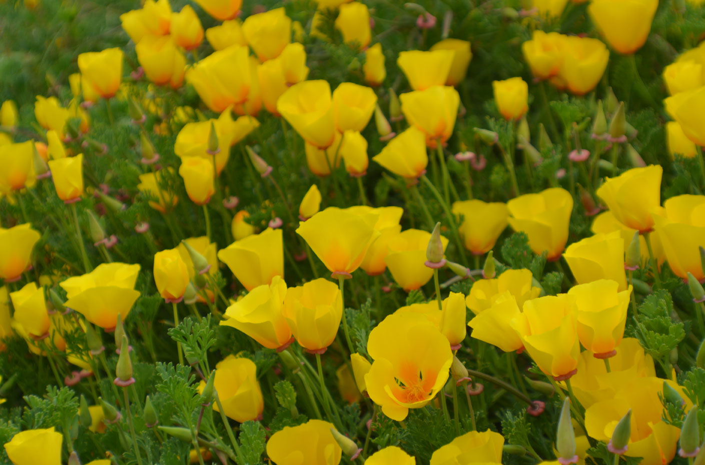 California poppies California poppies