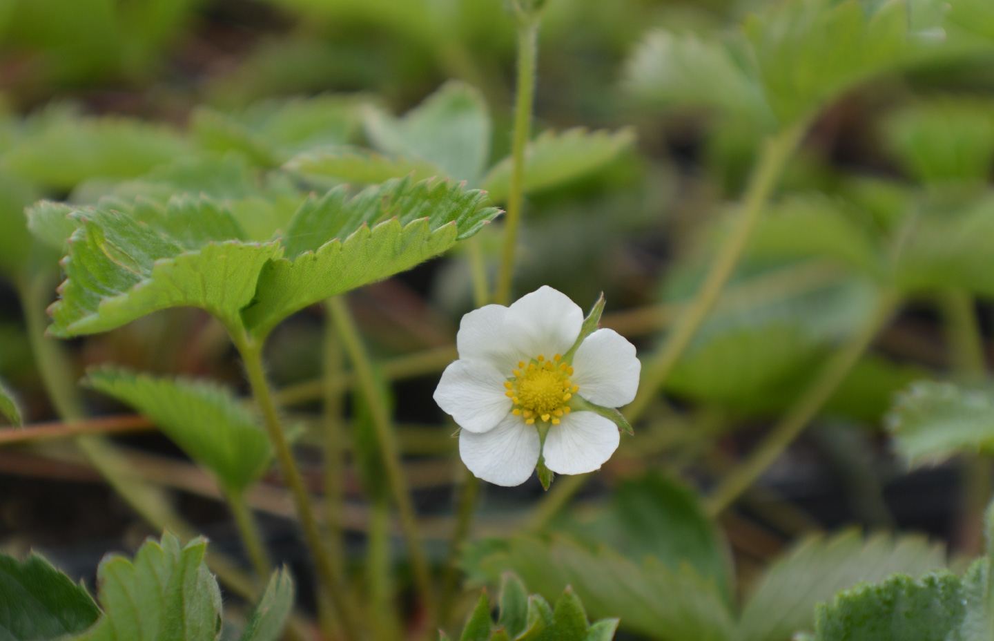 Samara Restoration Native Northern, Ca plants