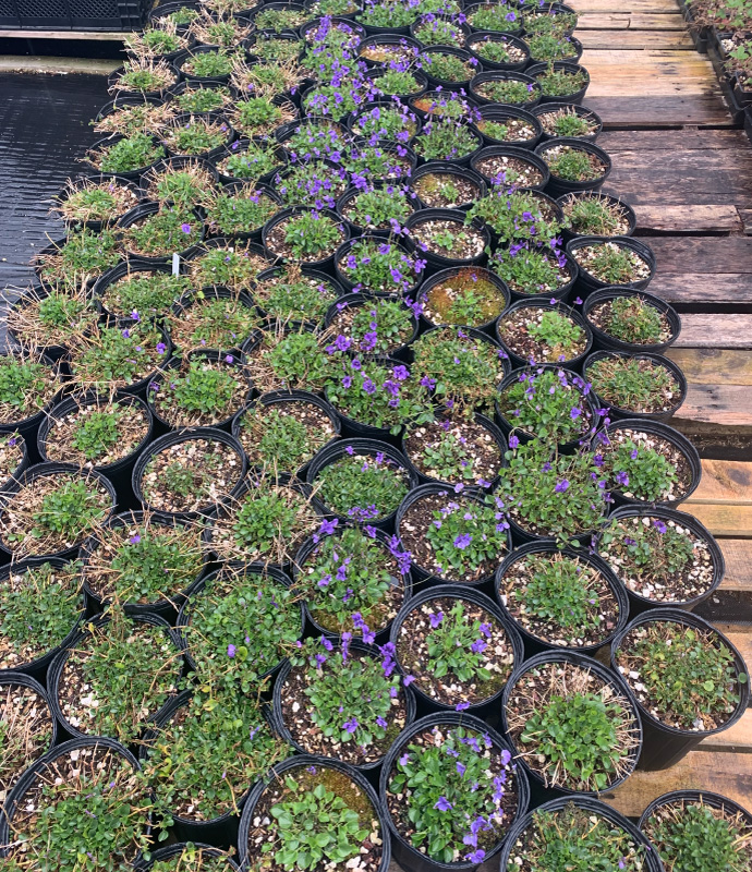 Samara Restoration Nursery