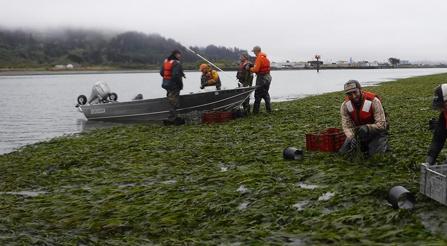 PG&E Humboldt Bay Power Plant Erosion Control Project