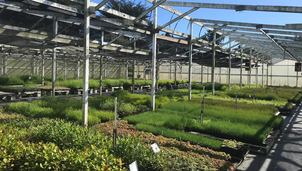 Samara Restoration Nursery Over 200 Native California Plants