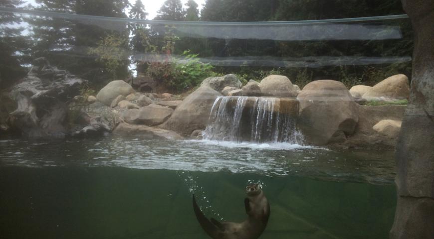 Otter in paradise