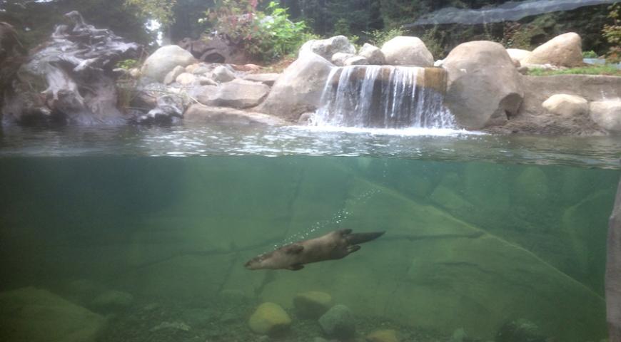 Otter exhibit 2019