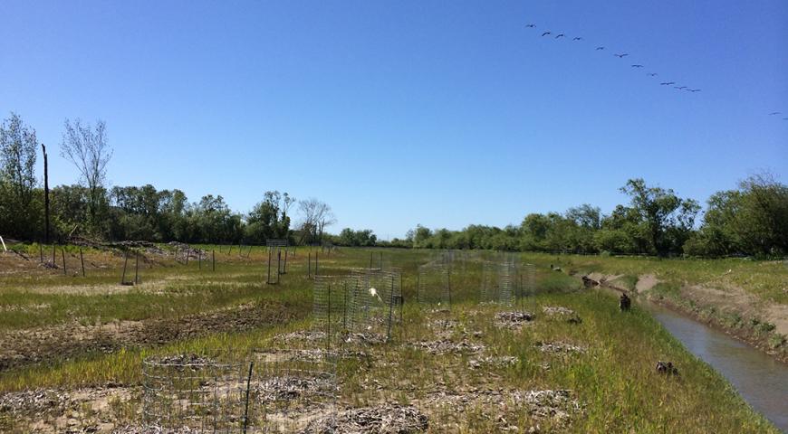 Salt River Ranch Restoration Project