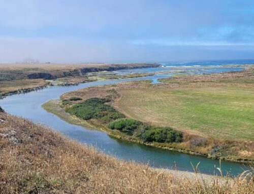 Garcia River Estuary Habitat Enhancement Project
