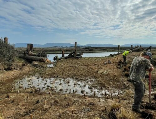 Garcia River Estuary Habitat Enhancement Project