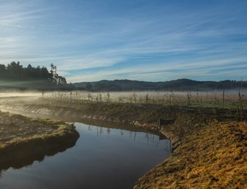 Cochran Creek Fish Passage