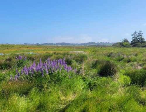 Elk River Estuary Enhancement Project