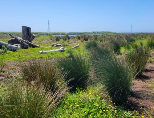 Route 255 Wetland Restoration